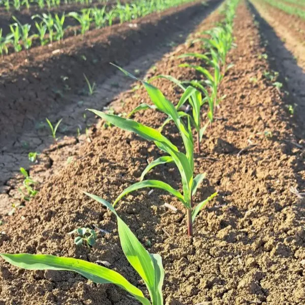 jeta corn 1