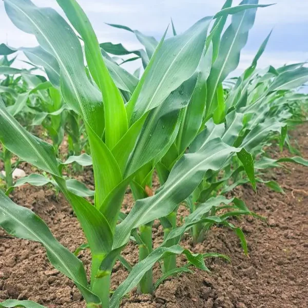 jeta corn 2